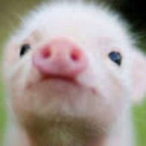 Meet your Posher, Finley